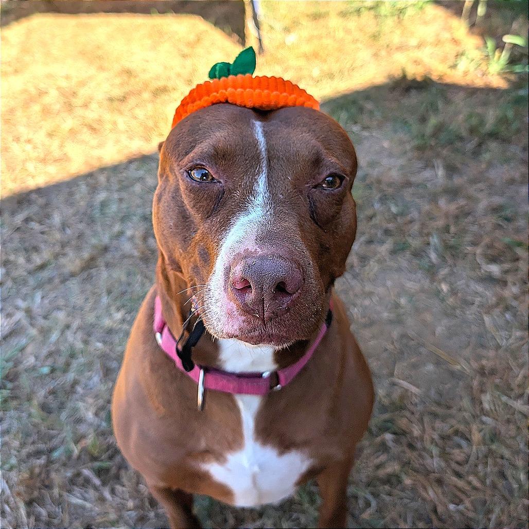 Grace, a Adoptable mixed breed in Nowata, OK image 1/6