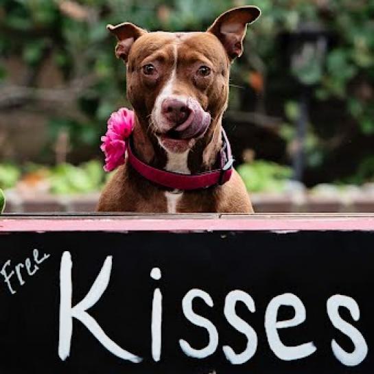 Grace, a Adoptable mixed breed in Nowata, OK image 2/6