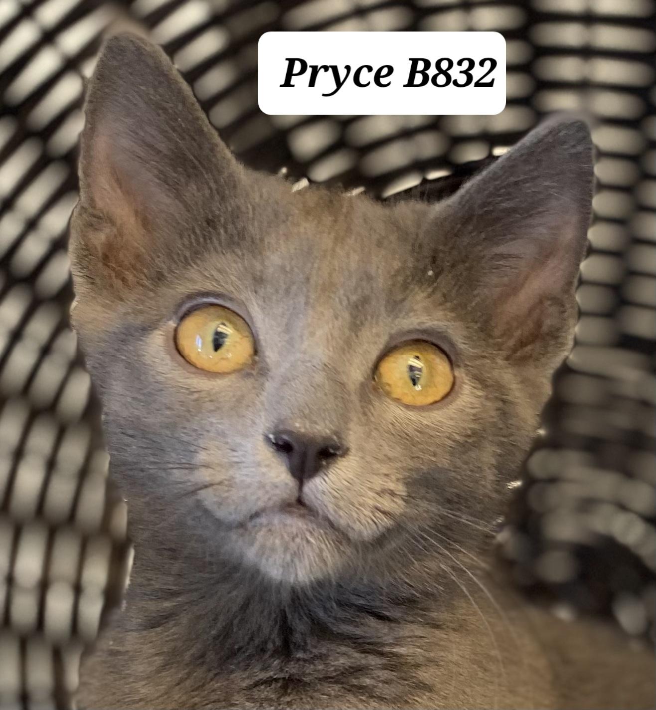 Enlarge Pryce, an adopted Domestic Short Hair in Morganton, NC image 1/1