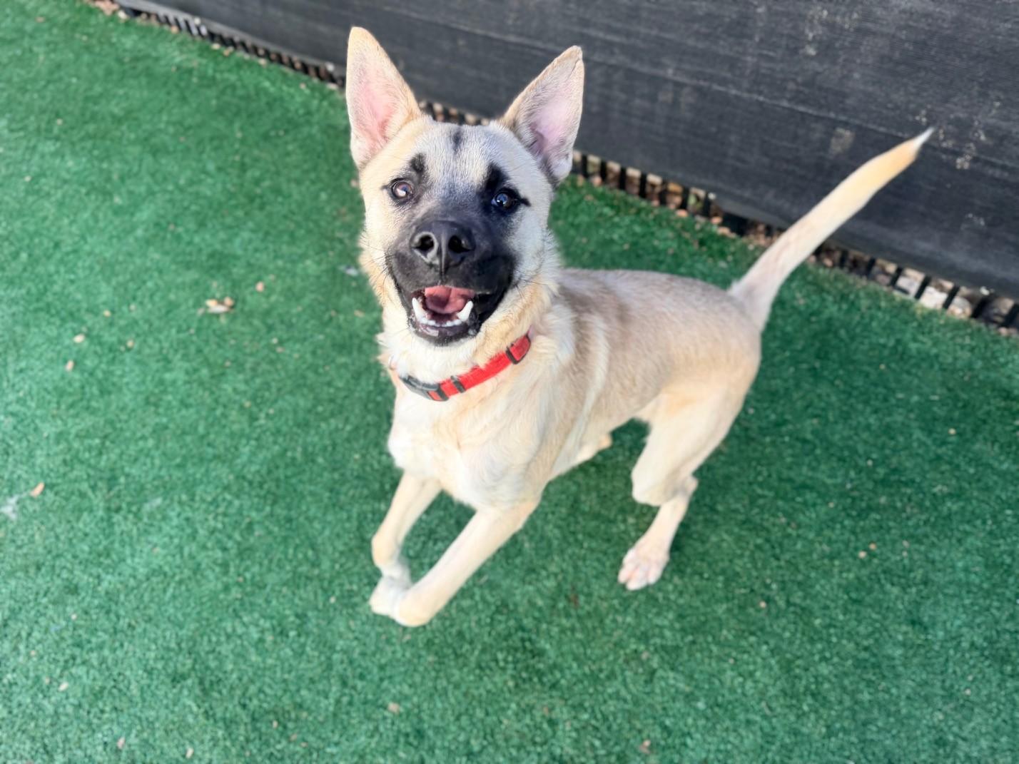 Enlarge Jager, a Adoptable mixed breed in Windcrest, TX image 6/6