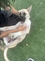 Enlarge Jager, a Adoptable mixed breed in Windcrest, TX image 4/6