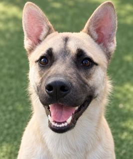 Enlarge Jager, a Adoptable mixed breed in Windcrest, TX image 1/6