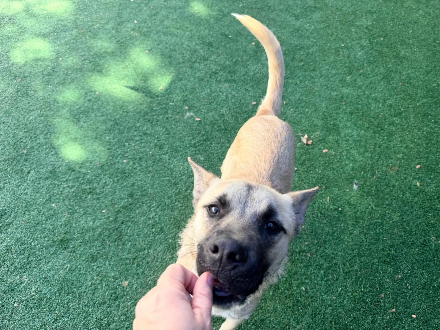 Enlarge Jager, a Adoptable mixed breed in Windcrest, TX image 5/6