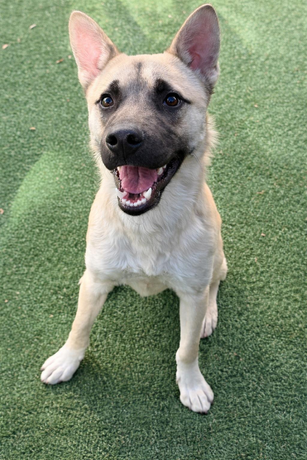 Enlarge Jager, a Adoptable mixed breed in Windcrest, TX image 2/6
