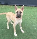 Enlarge Jager, a Adoptable mixed breed in Windcrest, TX image 3/6
