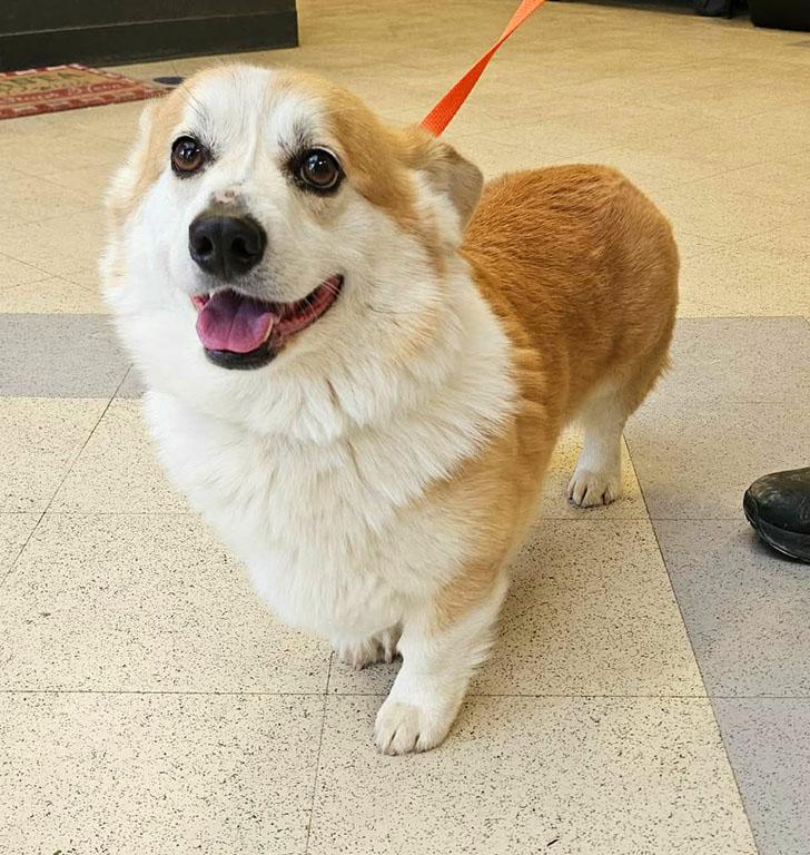 Rhett, a ADOPTABLE Corgi in Chesterfield, MO image 3/4