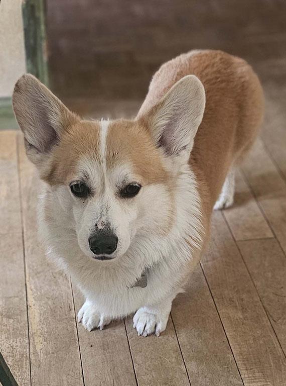 Rhett, a ADOPTABLE Corgi in Chesterfield, MO image 1/4
