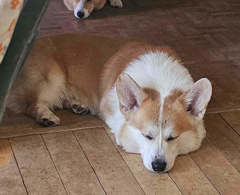 Rhett, a ADOPTABLE Corgi in Chesterfield, MO image 2/4