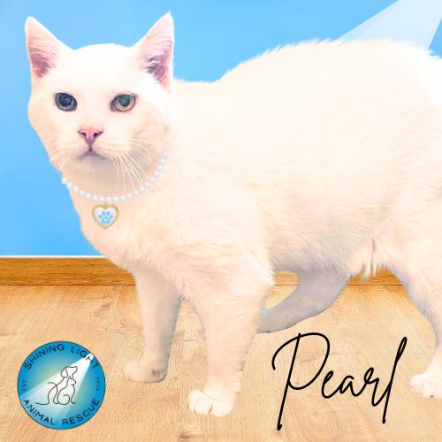Pearl, Adoptable, Adult Female American Shorthair.