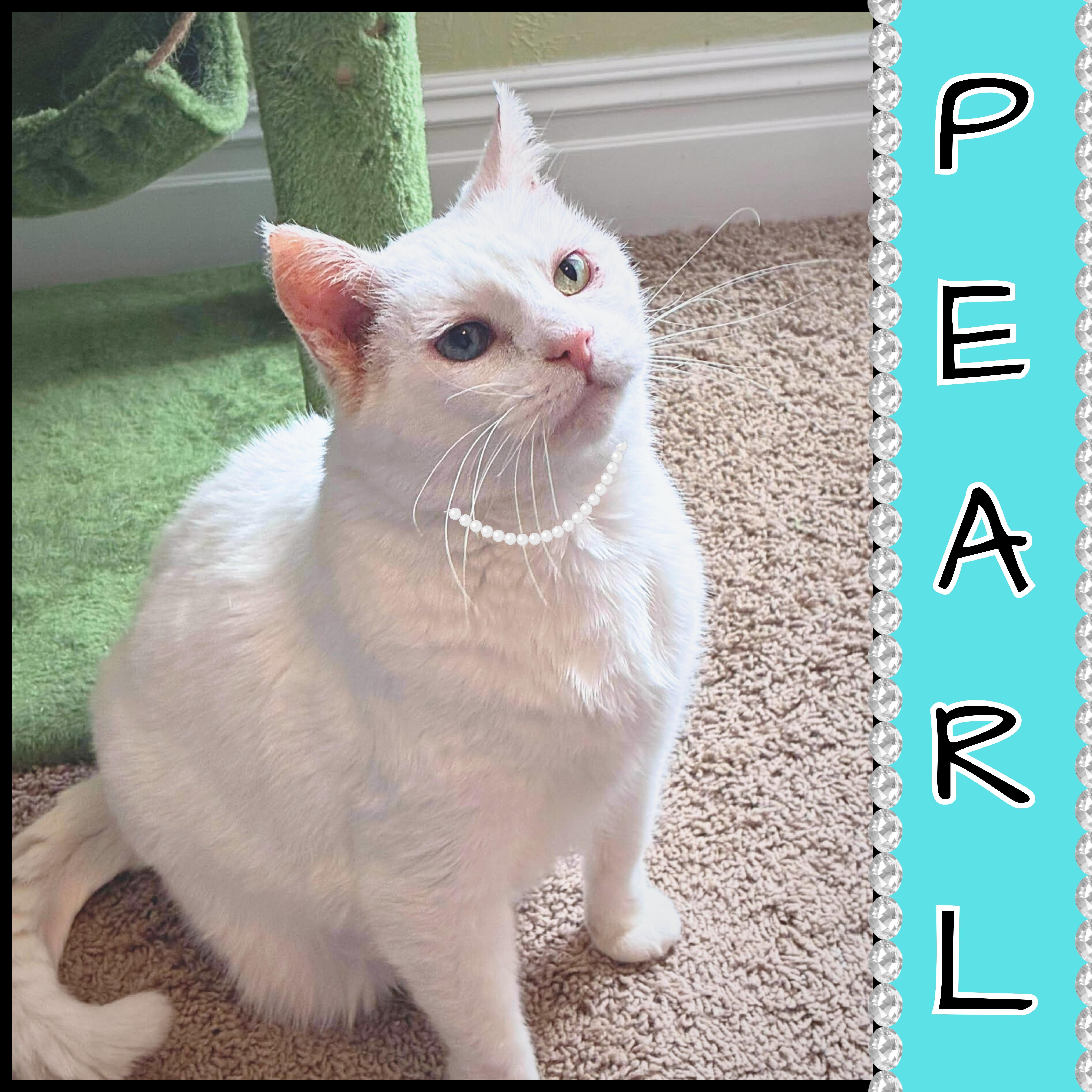 Pearl, Adoptable, Adult Female American Shorthair.