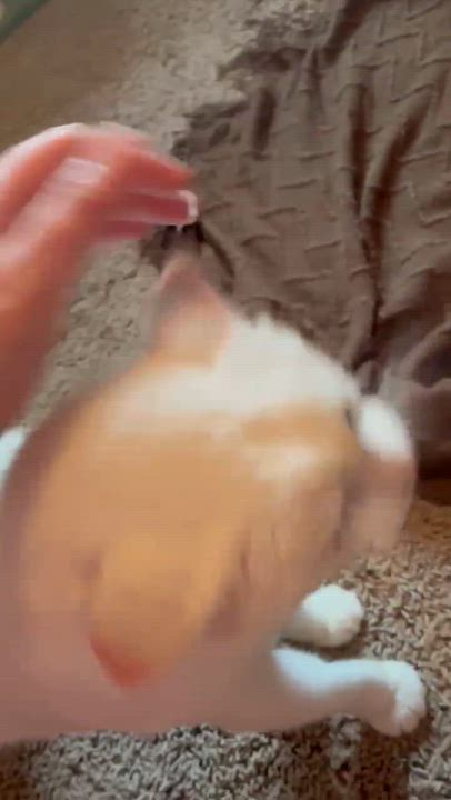 Enlarge Pearl, a Adoptable American Shorthair in Royalton, IL video 3/3