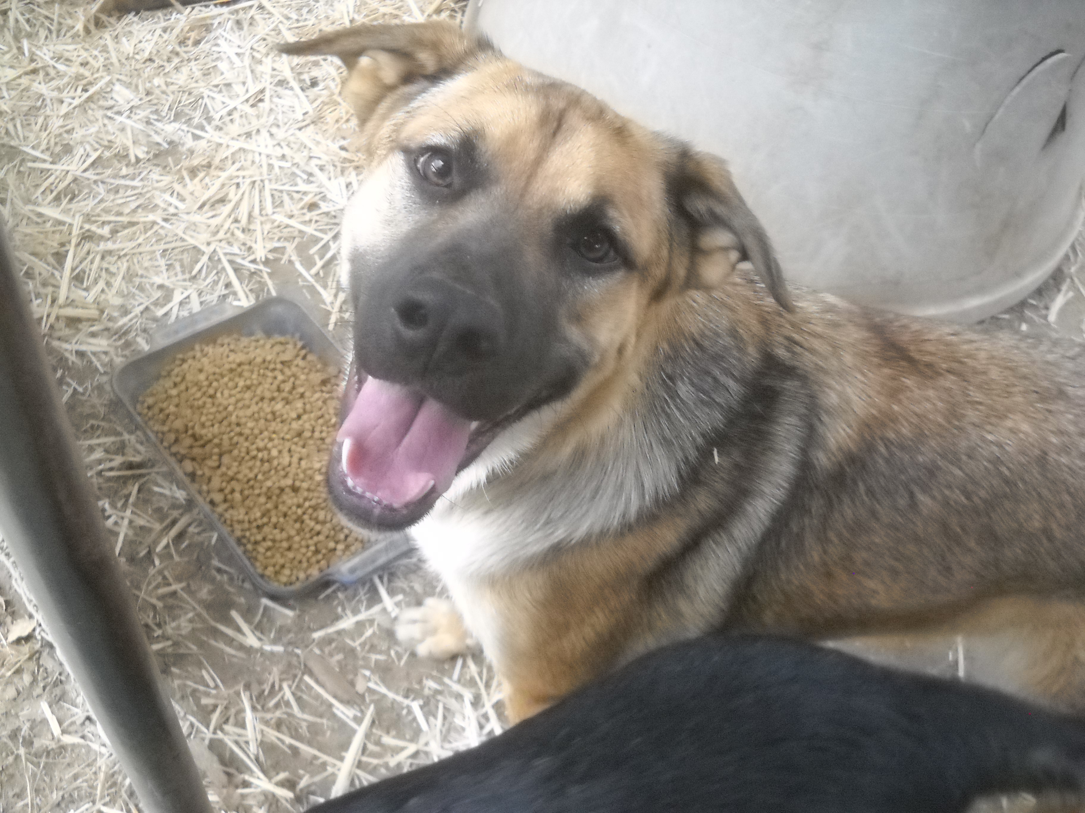 Dale German Shepherd or mix - Male   California, Adoptable, Young Male German Shepherd Dog.
