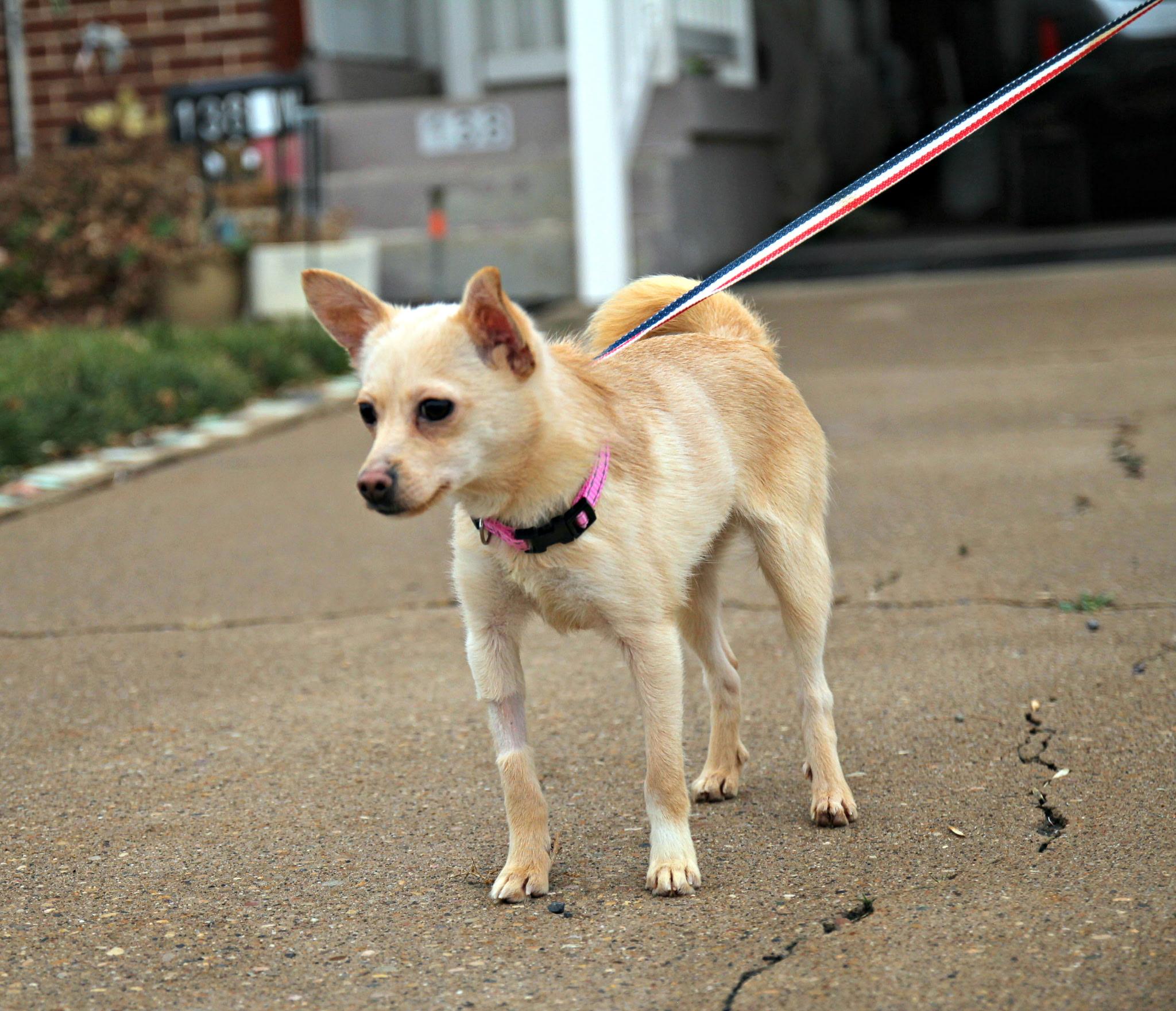 Foxy, ADOPTABLE, Young Female Shiba Inu & Chihuahua.