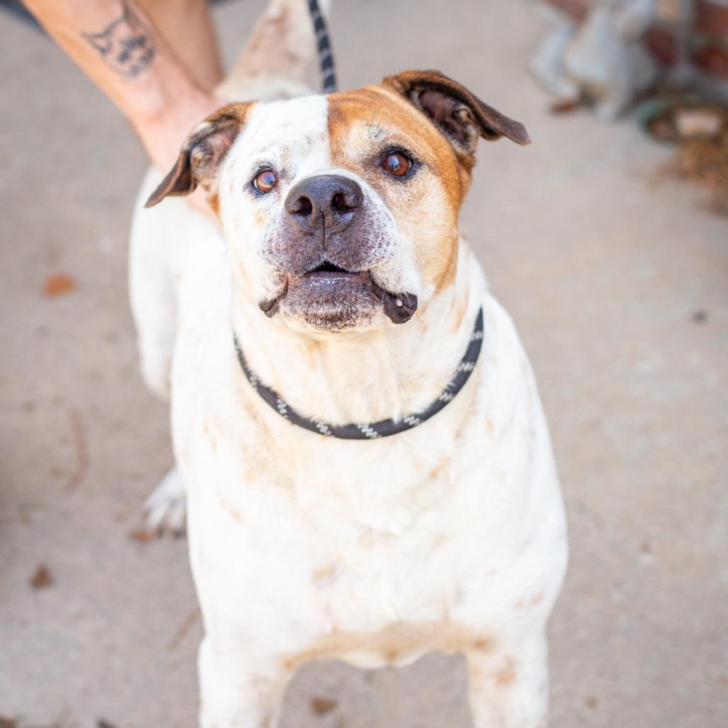 Enlarge Frankie, a Adoptable mixed breed in Hattiesburg, MS image 1/2