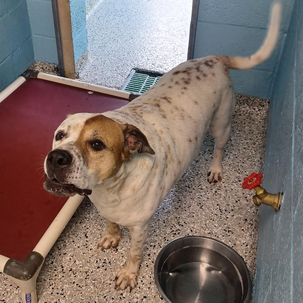Enlarge Frankie, a Adoptable mixed breed in Hattiesburg, MS image 2/2