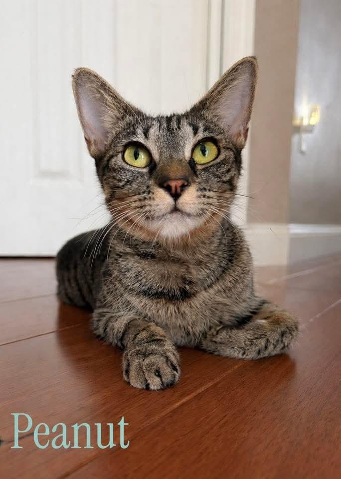 Peanut, ADOPTABLE, Young Female Domestic Short Hair.