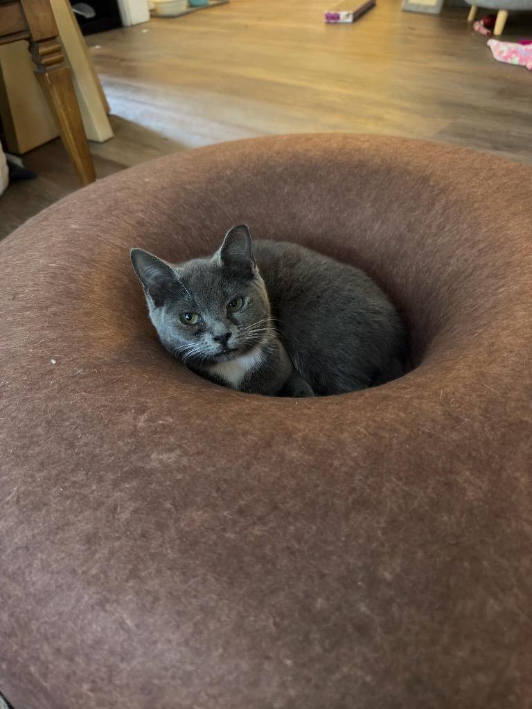 Loki, Adoptable, Kitten Female Domestic Short Hair.