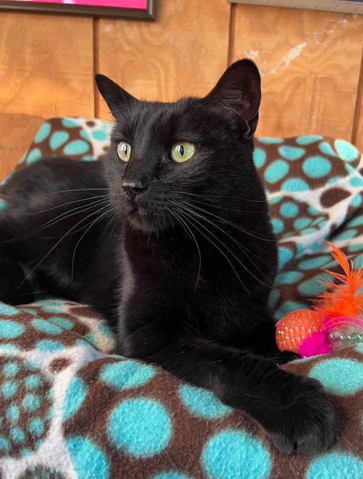 Enlarge Darcy, an adopted Domestic Short Hair in Sullivan, MO image 4/4