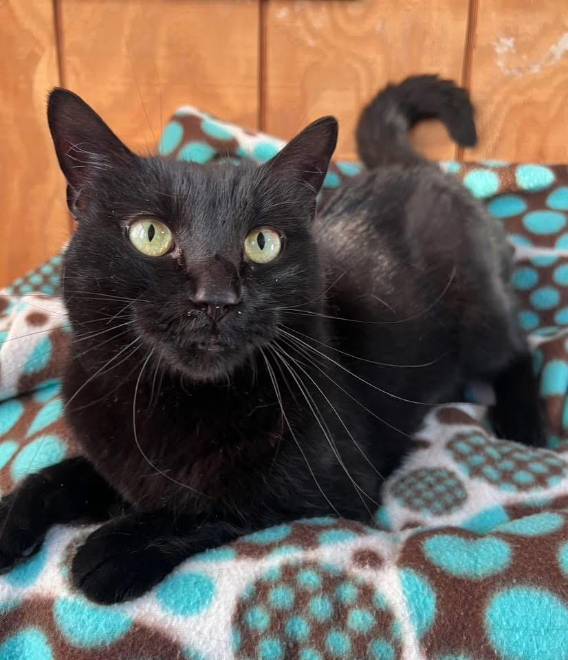 Enlarge Darcy, an adopted Domestic Short Hair in Sullivan, MO image 1/4