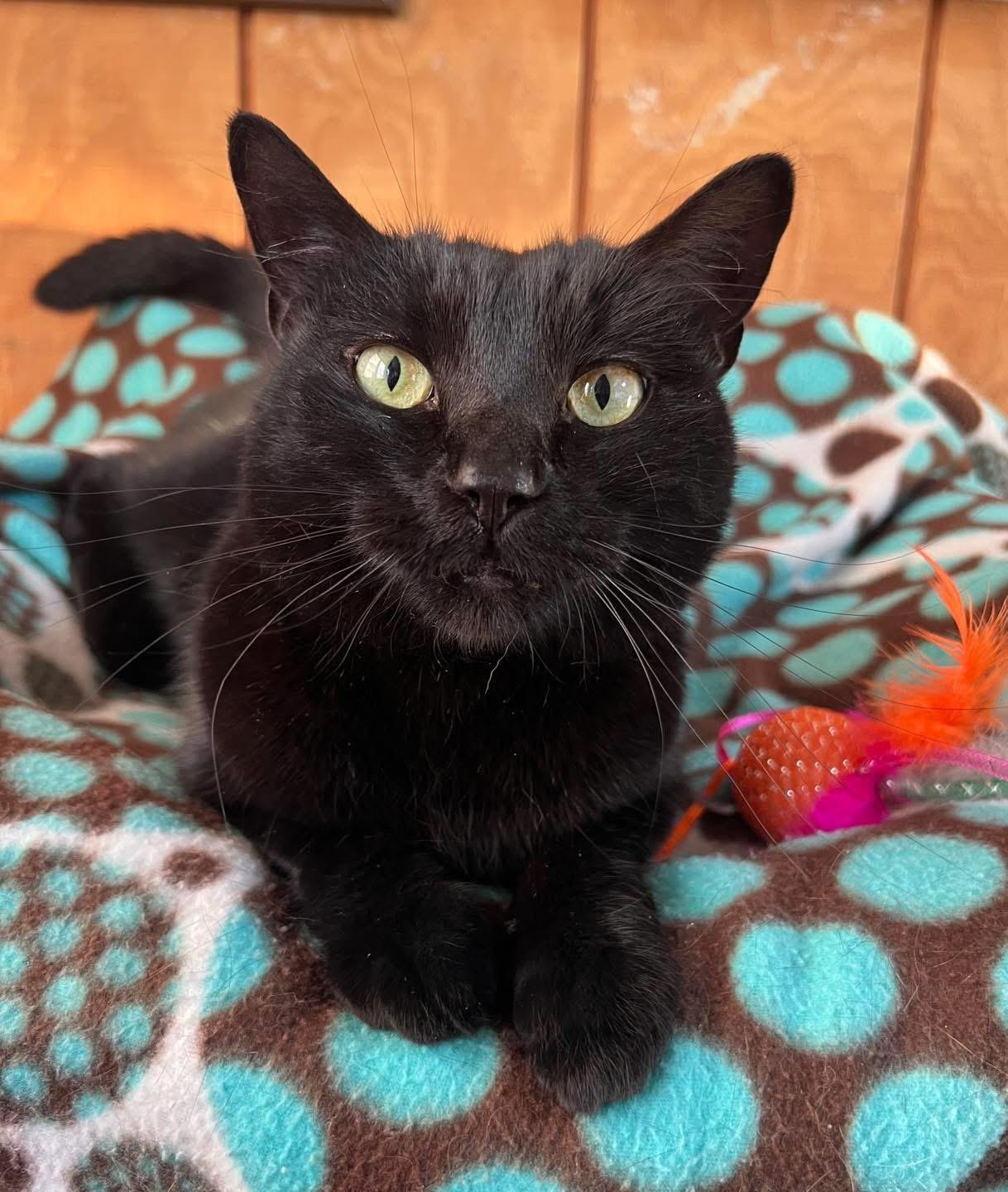 Enlarge Darcy, an adopted Domestic Short Hair in Sullivan, MO image 3/4