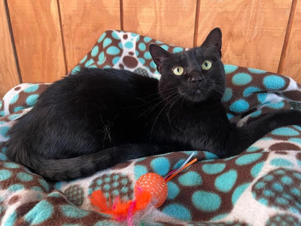 Enlarge Darcy, an adopted Domestic Short Hair in Sullivan, MO image 2/4