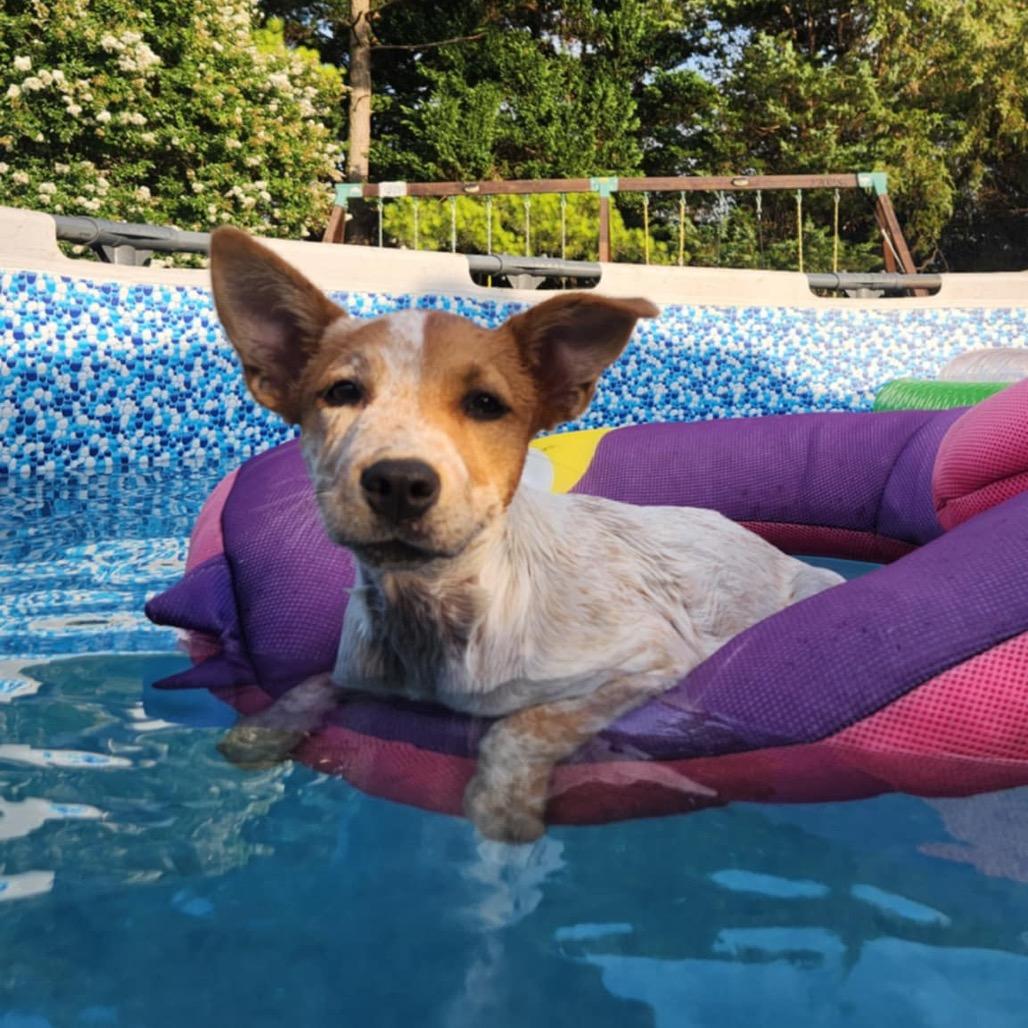 Stormie Fee fully covered (Special Needs - Heart Condition), Adoptable, Young Female Mixed Breed.