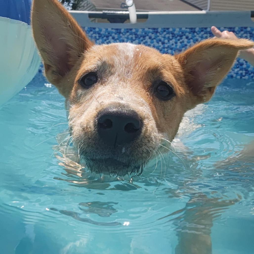 Stormie Fee fully covered (Special Needs - Heart Condition), a Adoptable Mixed Breed in Alexandria, VA image 2/6