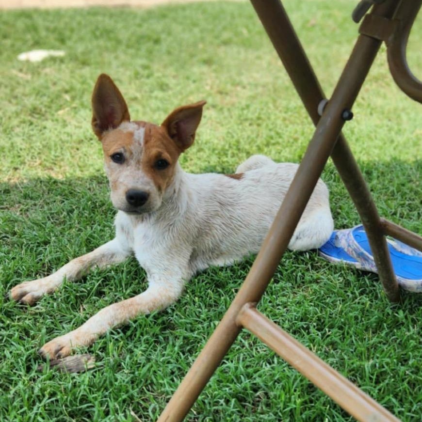 Enlarge Stormie - Fee Sponsored (Special Needs - Heart Condition), a Adoptable Australian Cattle Dog / Blue Heeler in Bowie, MD image 2/6