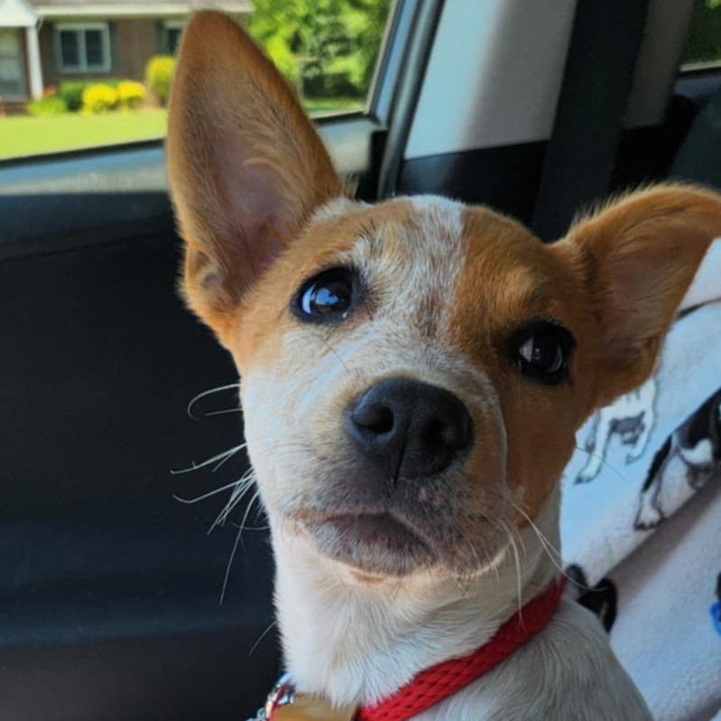 Stormie - Fee Sponsored (Special Needs - Heart Condition), a Adoptable Australian Cattle Dog / Blue Heeler in Bowie, MD image 2/6