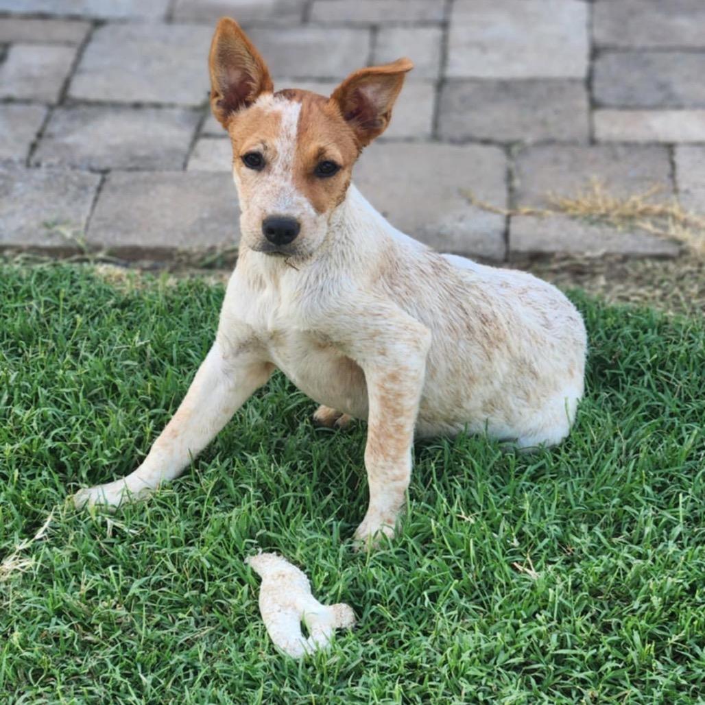 Stormie Fee fully covered (Special Needs - Heart Condition), a Adoptable Mixed Breed in Alexandria, VA image 5/6