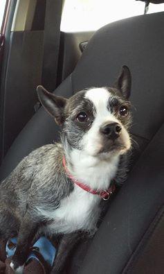 Enlarge Scout, a Adopted mixed breed in West Bloomfield, MI image 1/3