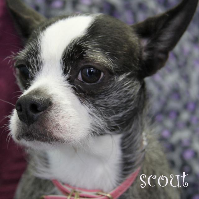 Enlarge Scout, a Adopted mixed breed in West Bloomfield, MI image 2/3
