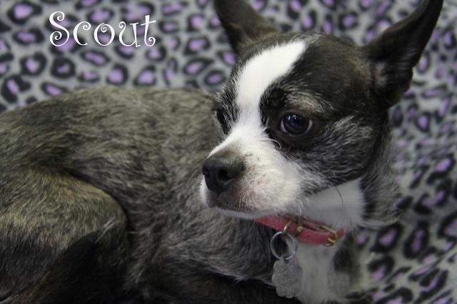 Enlarge Scout, a Adopted mixed breed in West Bloomfield, MI image 3/3