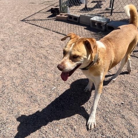 Enlarge Jackson, a Adoptable mixed breed in Deming, NM image 3/3