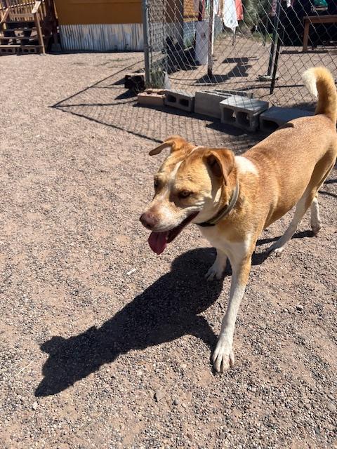 Jackson, a Adoptable mixed breed in Deming, NM image 3/3