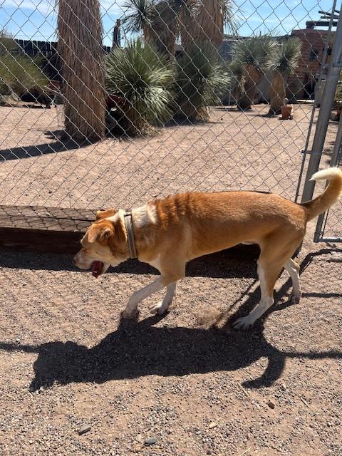 Jackson, a Adoptable mixed breed in Deming, NM image 2/3