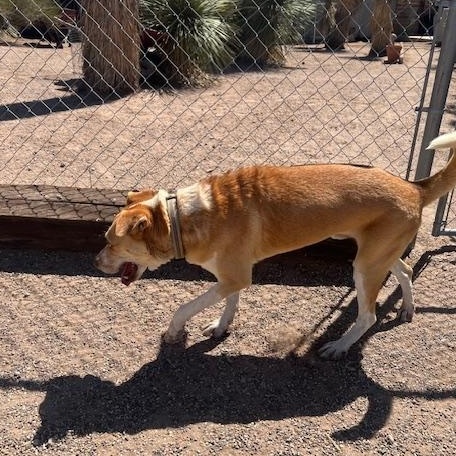 Enlarge Jackson, a Adoptable mixed breed in Deming, NM image 2/3