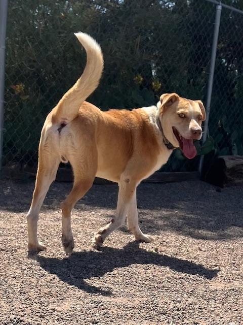 Jackson, Adoptable, Adult Male Flat-Coated Retriever.