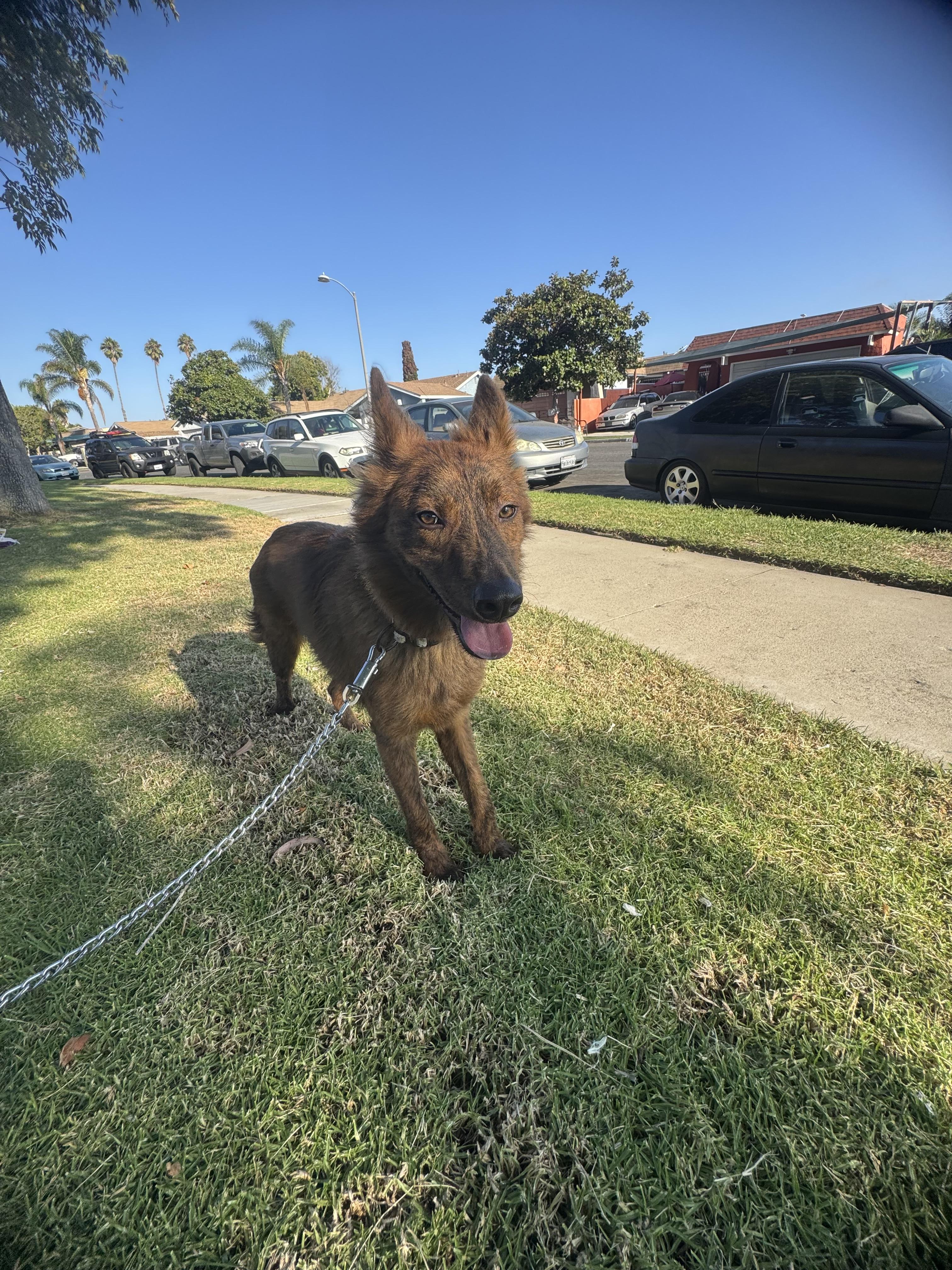 Kobe, a Adoptable mixed breed in Chula Vista, CA image 1/6