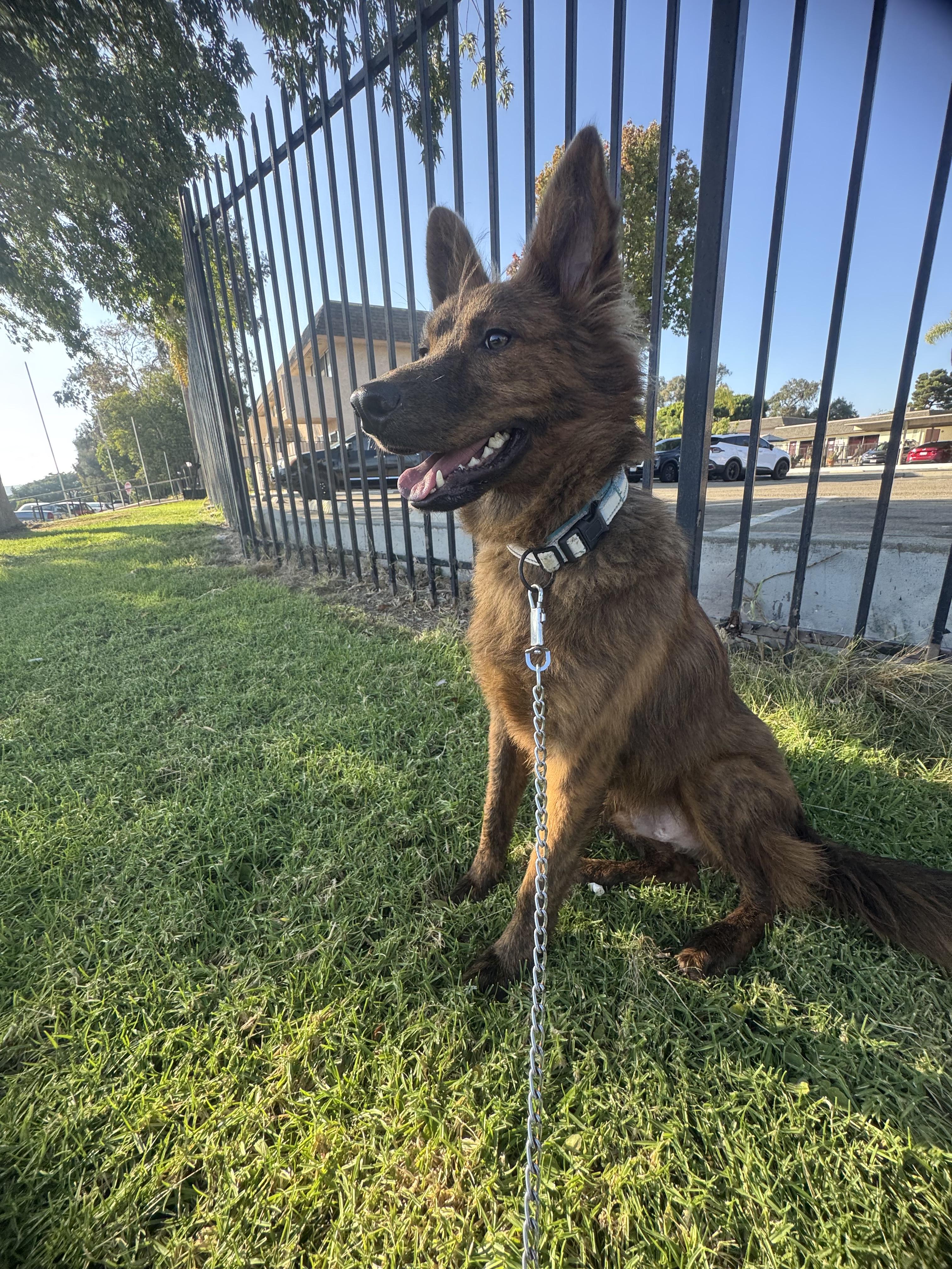 Kobe, a Adoptable mixed breed in Chula Vista, CA image 3/6