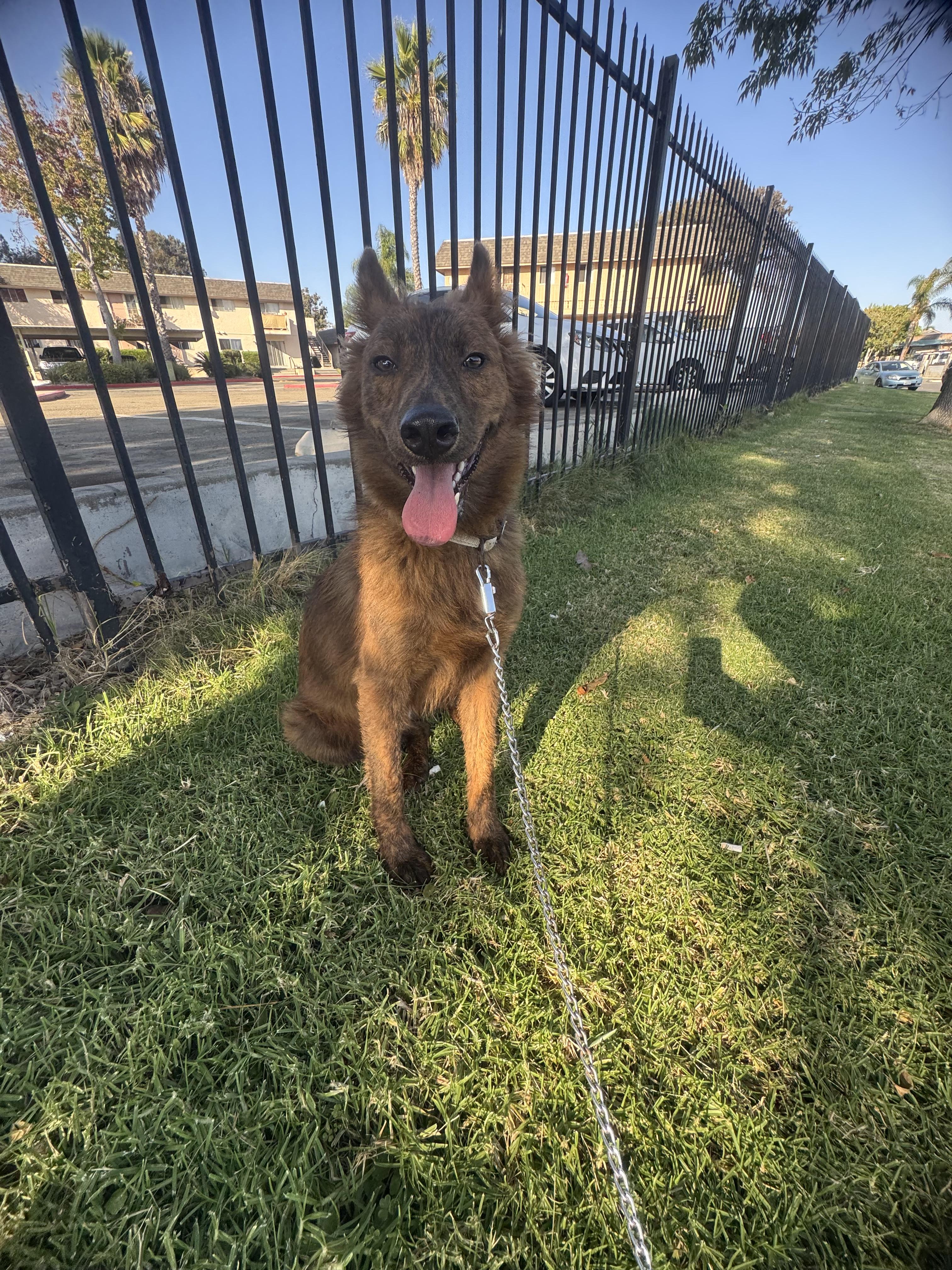 Kobe, a Adoptable mixed breed in Chula Vista, CA image 4/6
