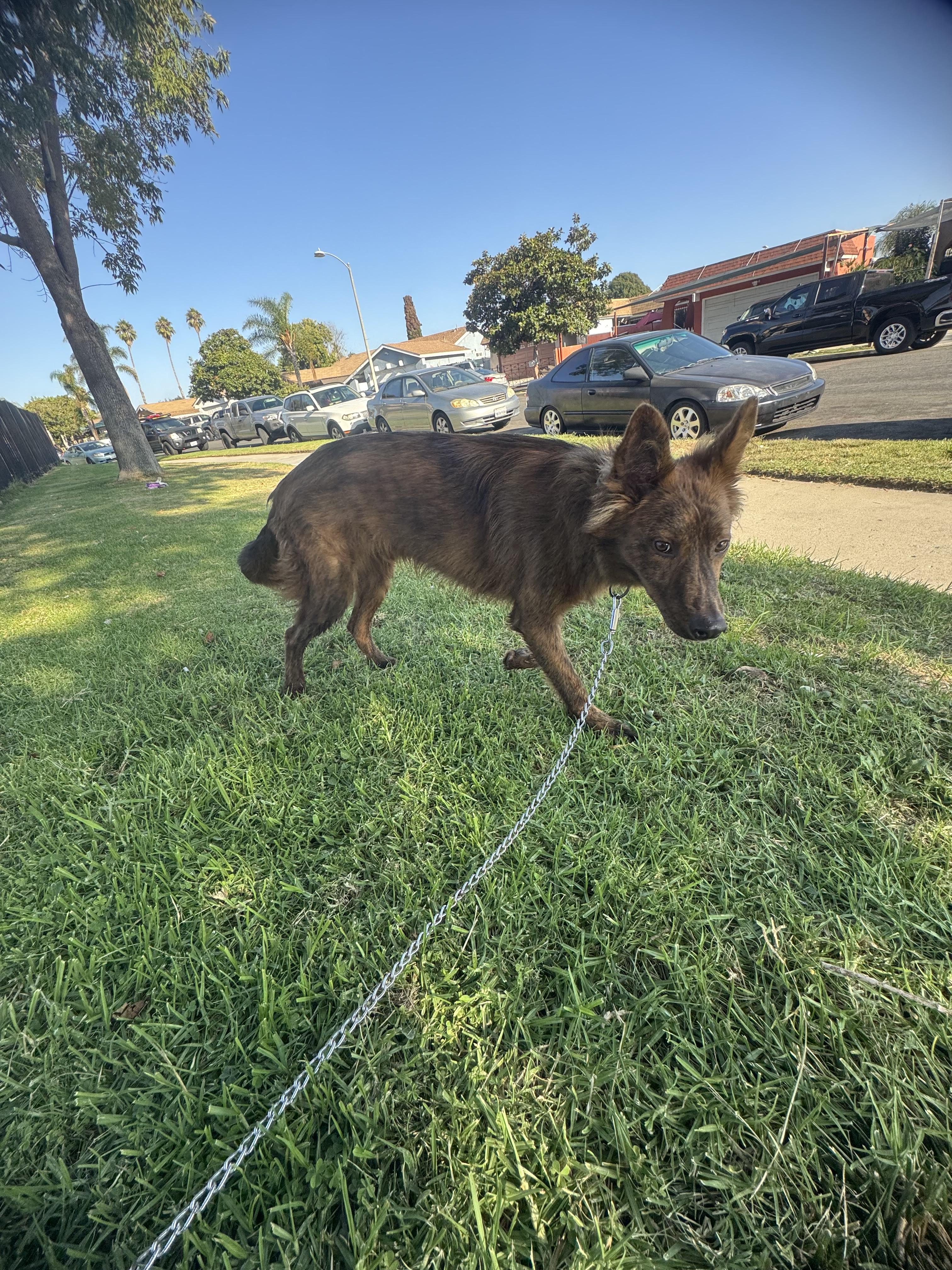 Kobe, a Adoptable mixed breed in Chula Vista, CA image 5/6