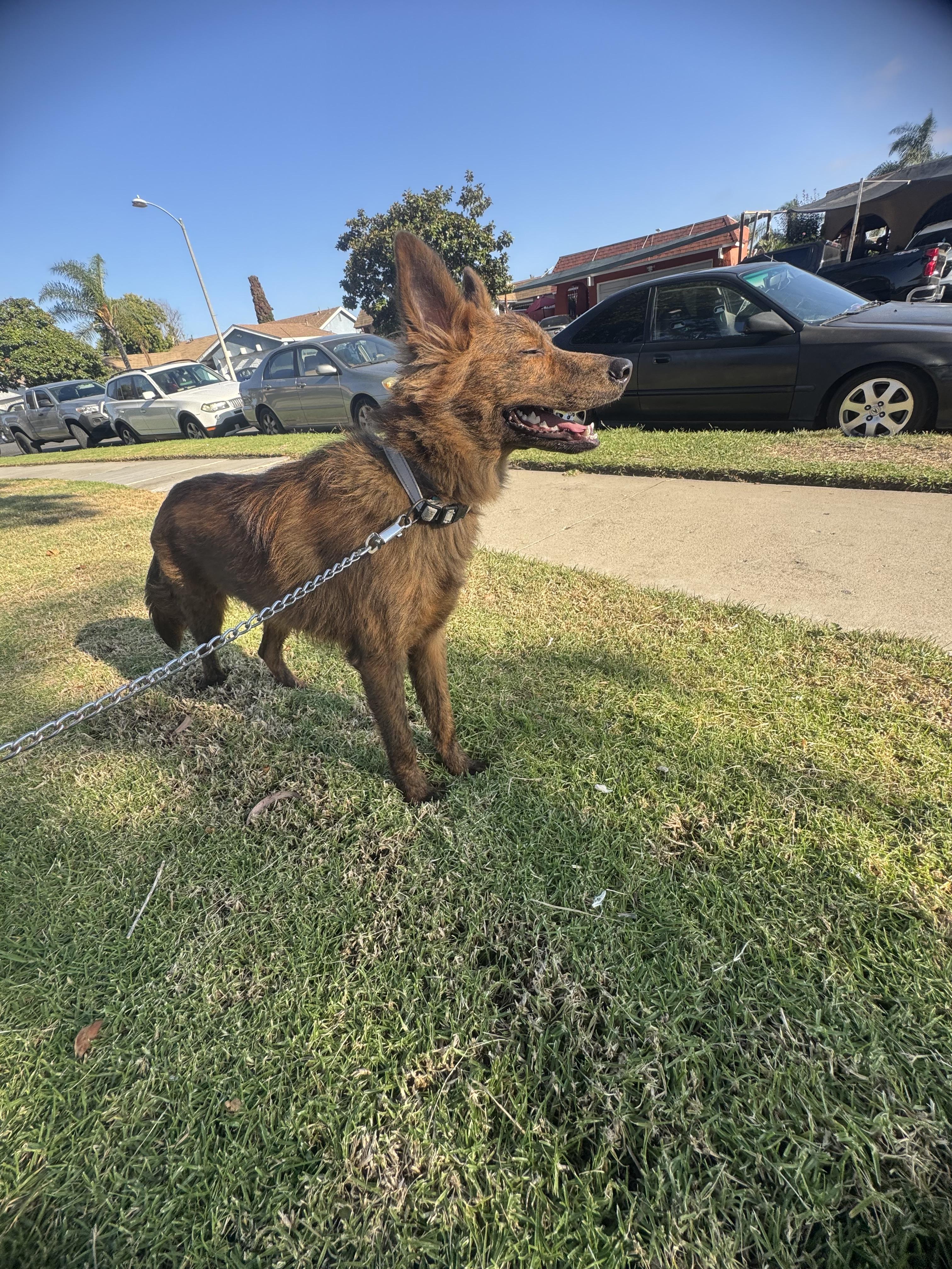 Kobe, a Adoptable mixed breed in Chula Vista, CA image 6/6