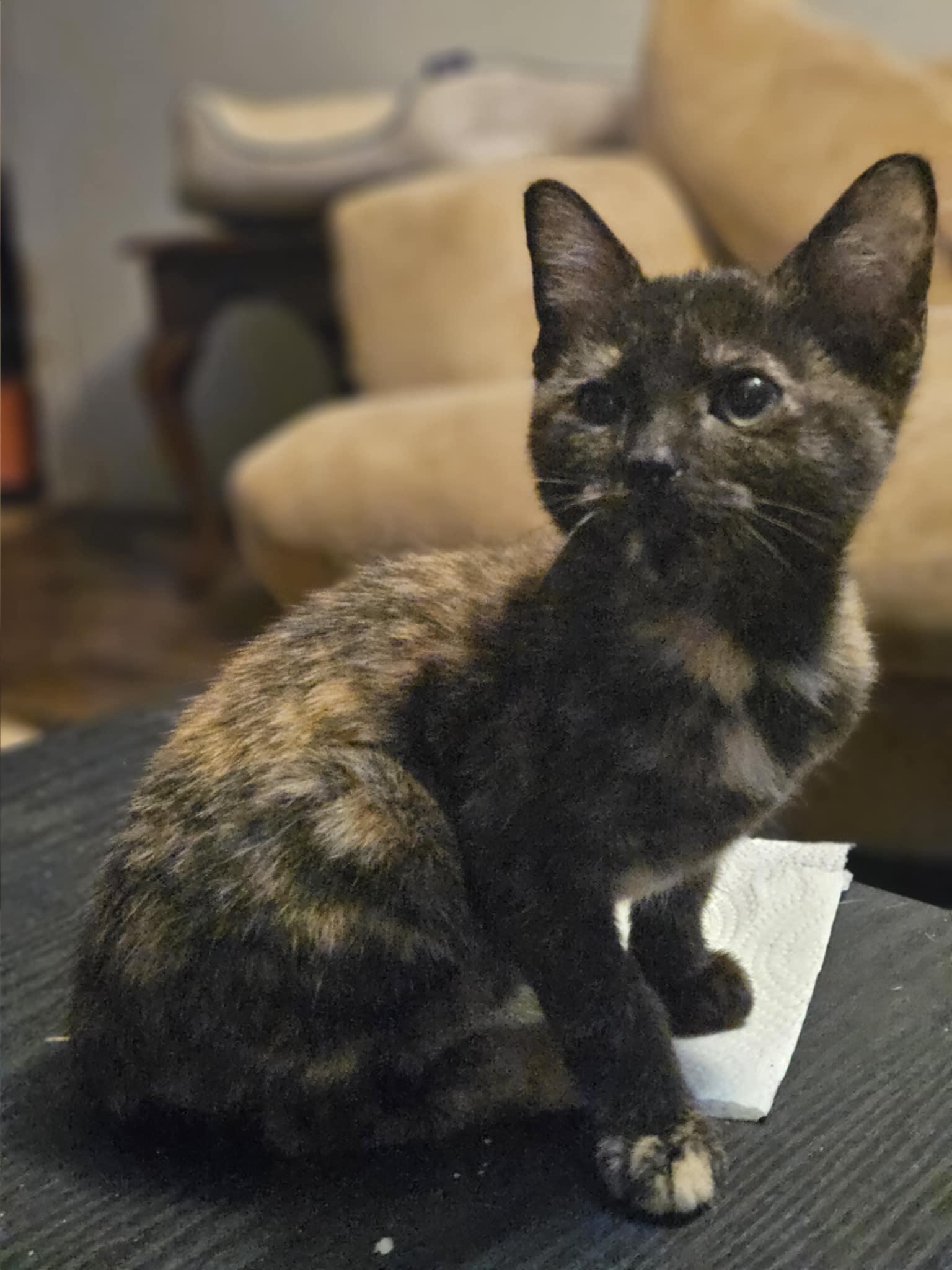 Gretchen, Adoptable, Young Female Domestic Short Hair.