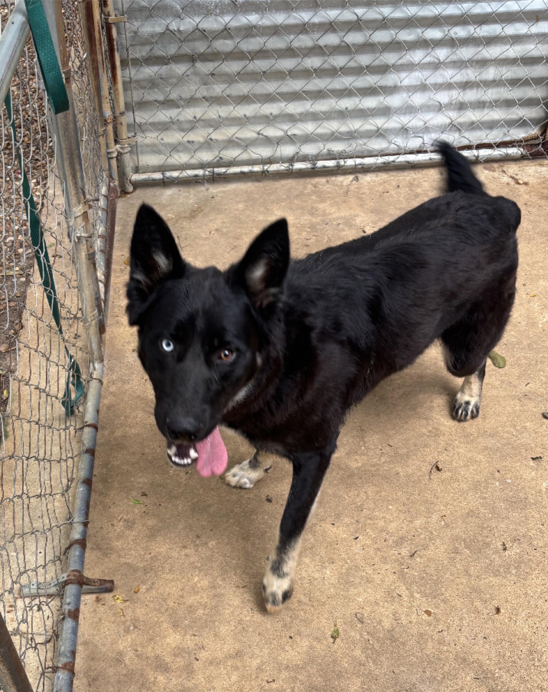 Ziggy, an adopted German Shepherd Dog in Ruston, LA image 1/2