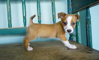 Breezeberry, Adoptable, Puppy Male Chihuahua & Mixed Breed.