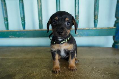 Breezeberry, Adoptable, Puppy Male Chihuahua & Mixed Breed.
