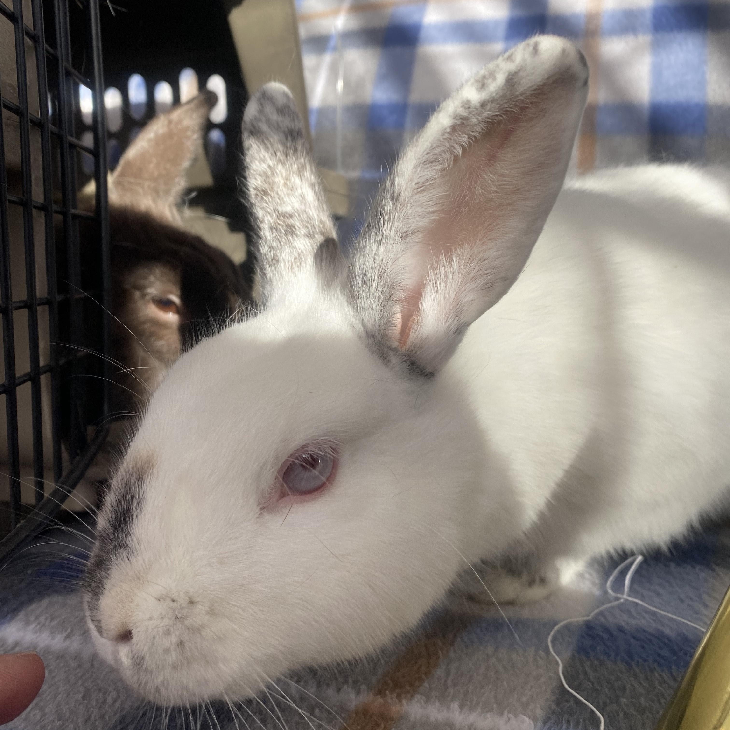 Enlarge Grove (bonded with Lupin), a Adoptable mixed breed in Westbrook, ME image 1/6