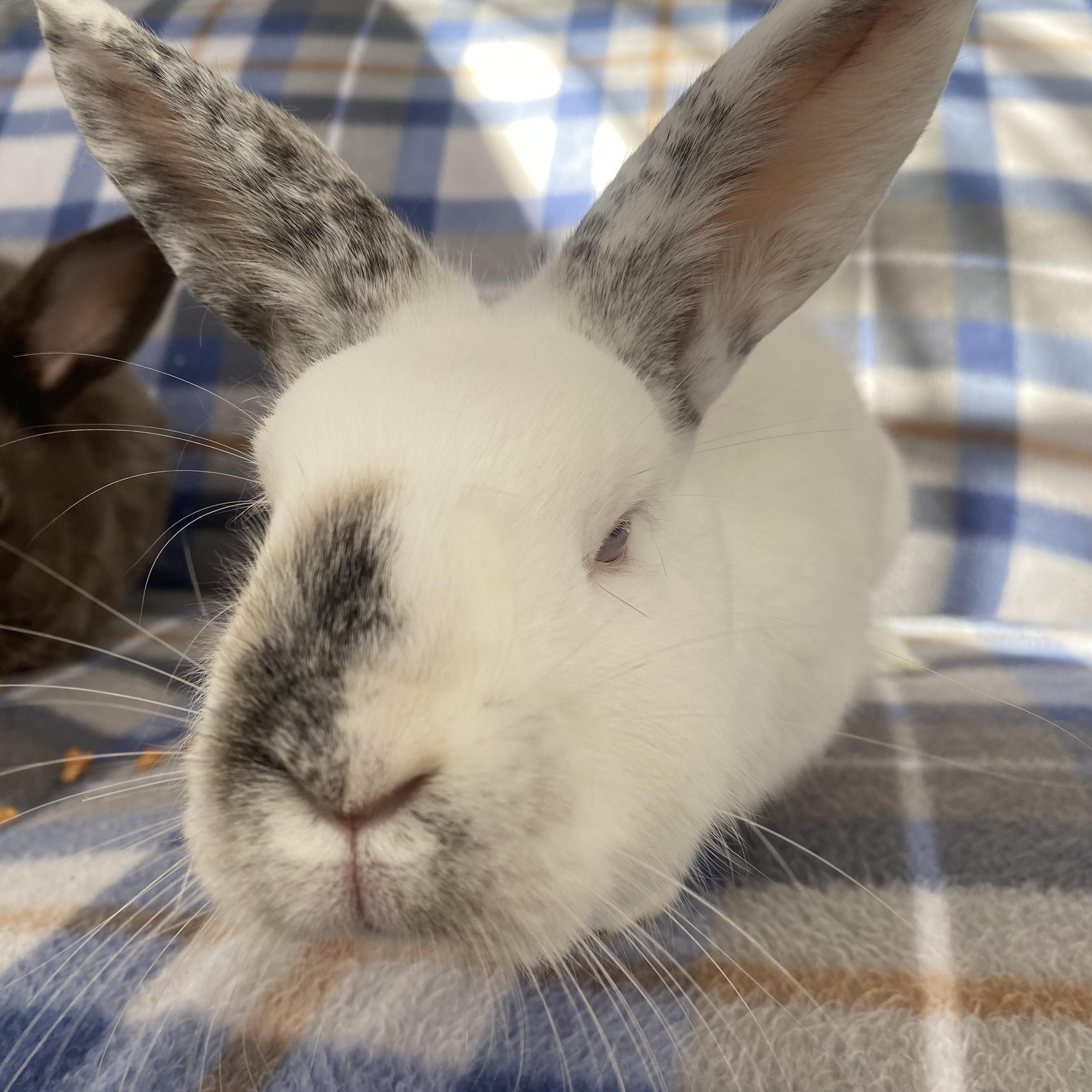 Enlarge Grove (bonded with Lupin), a Adoptable mixed breed in Westbrook, ME image 2/6