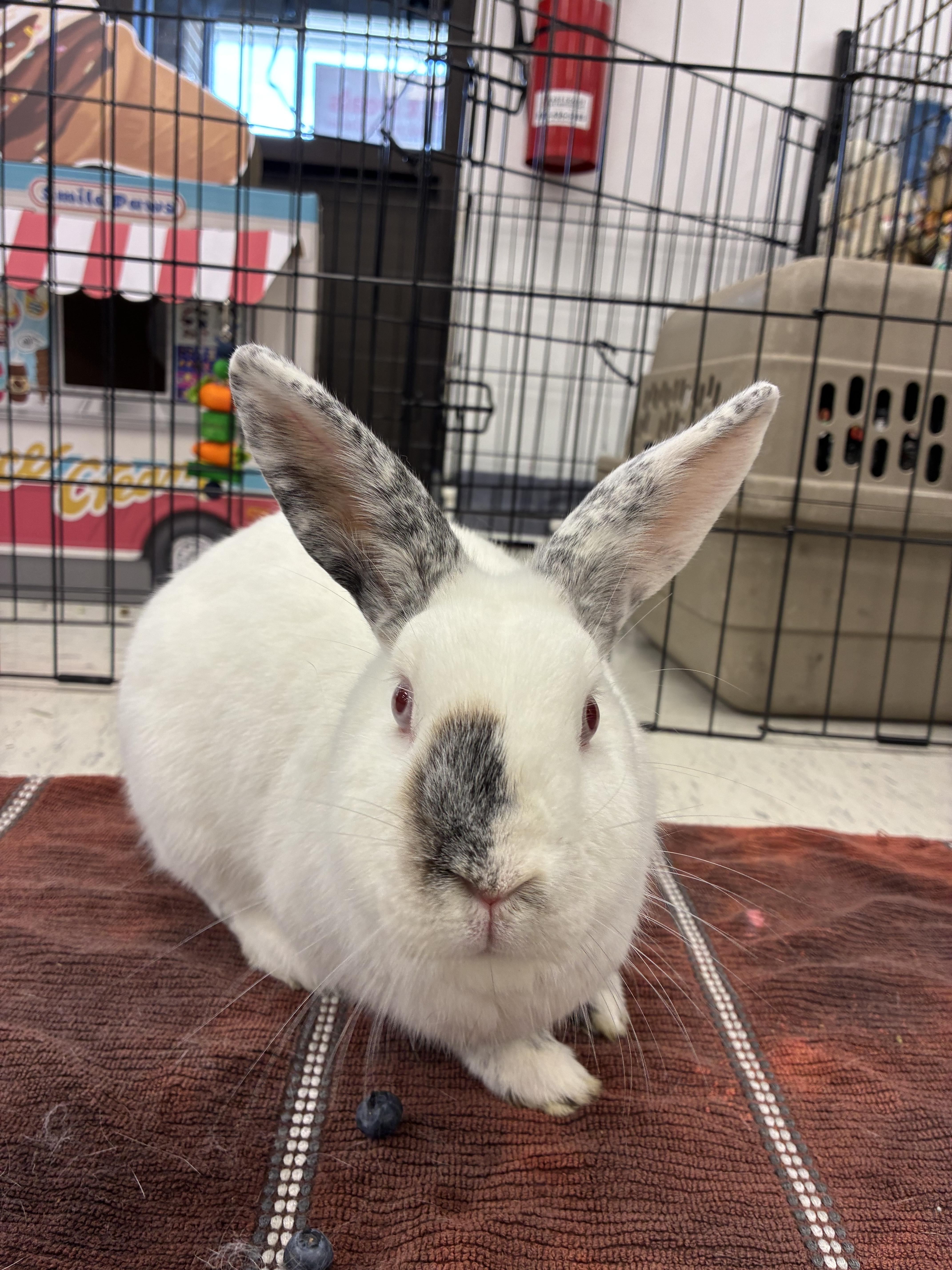 Enlarge Grove (bonded with Lupin), a Adoptable mixed breed in Westbrook, ME image 3/6